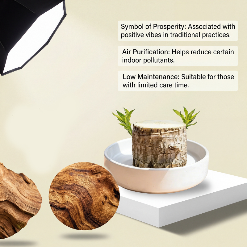 Natural cozy atmosphere Decorative Ornament Ornament Decoration environmental protection and safety 