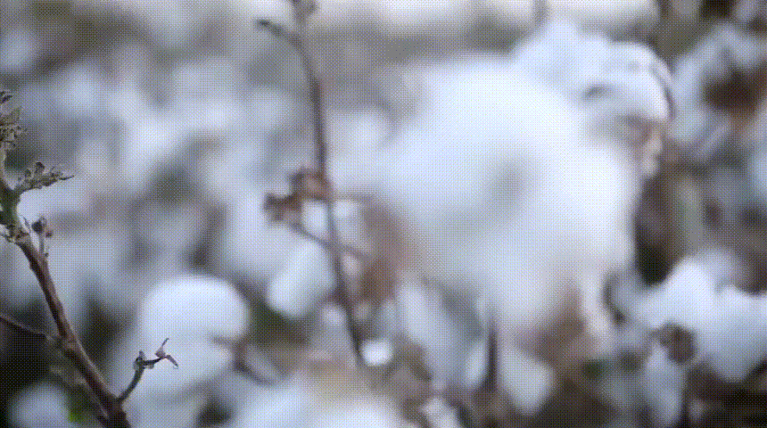 1628571639553220.gif