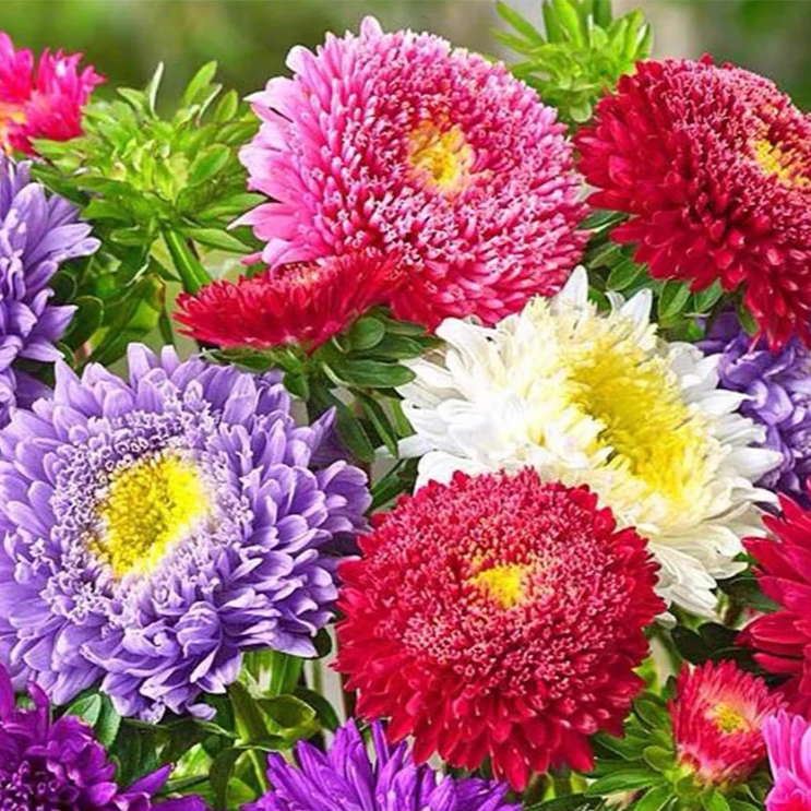 다채로운 캔디 화분 꽃