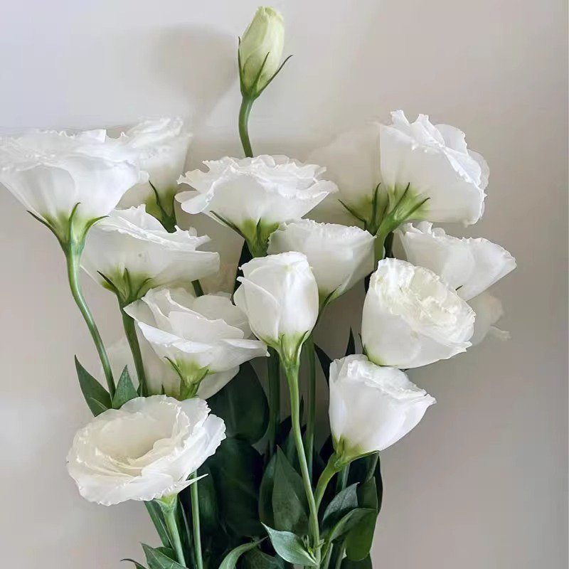 실외용 겹꽃 리시안서스