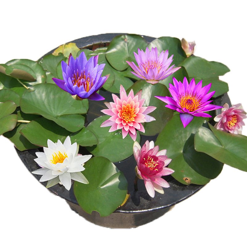 물에서 키우는 다양한 연꽃