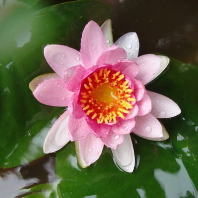 물에서 키우는 다양한 연꽃