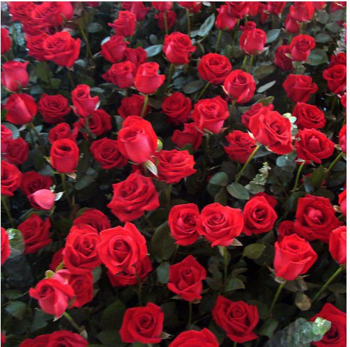 다채로운 장미 화분