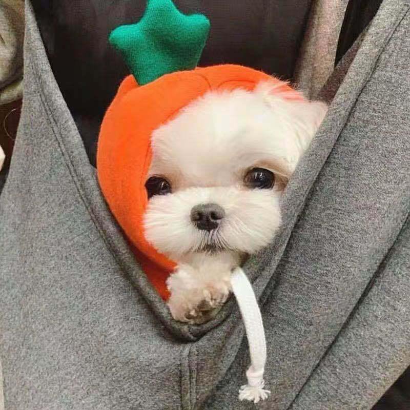 All-Season Fashion Outfits for Pets