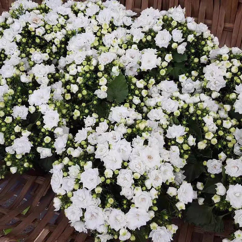 겹꽃 덴마크 벨플라워