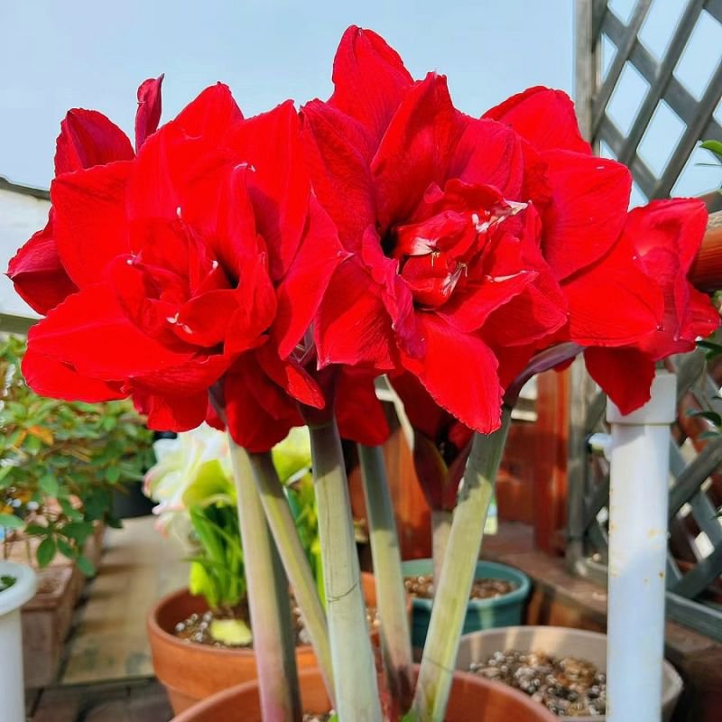 Bulbos de flores dobles de amaryllis