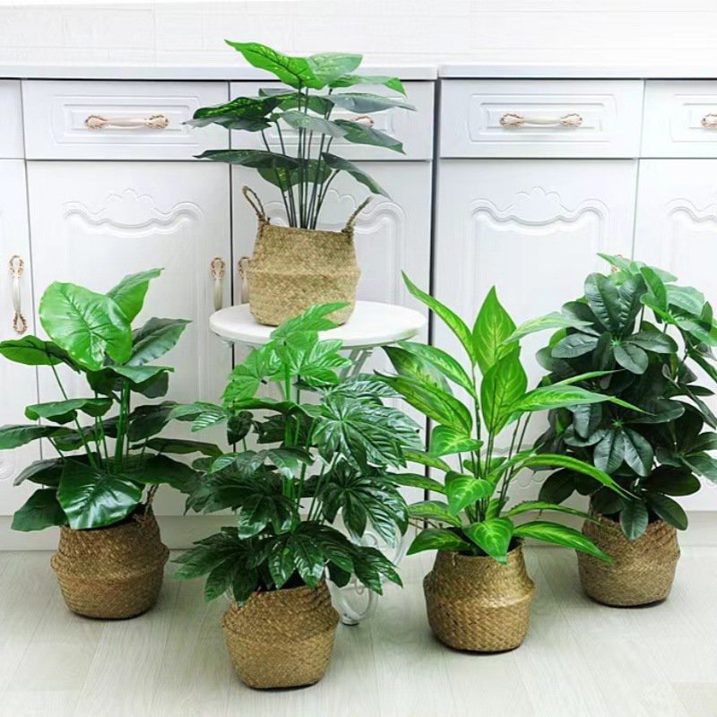 몬스테라 델리시오사 분재