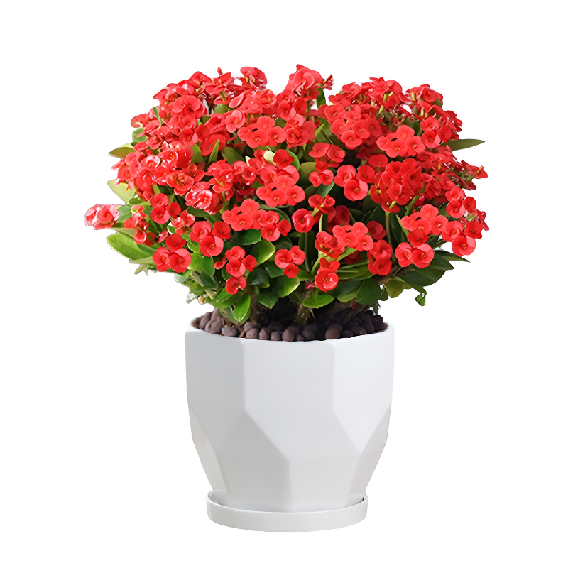 사계절 내내 푸른 보라색 잎 줄란 관엽식물