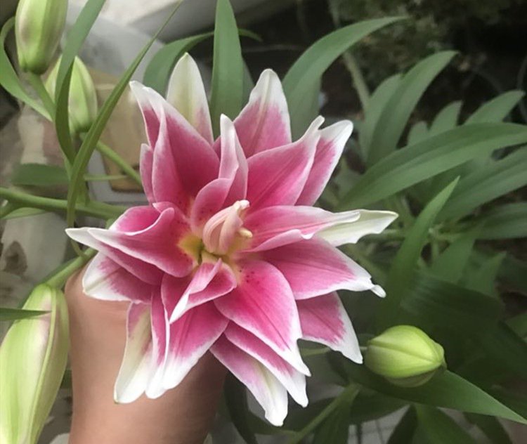 二重の花びらを持つ多色のユリ