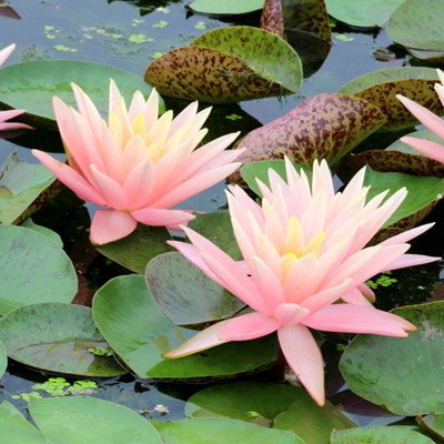 물에서 키우는 다양한 연꽃