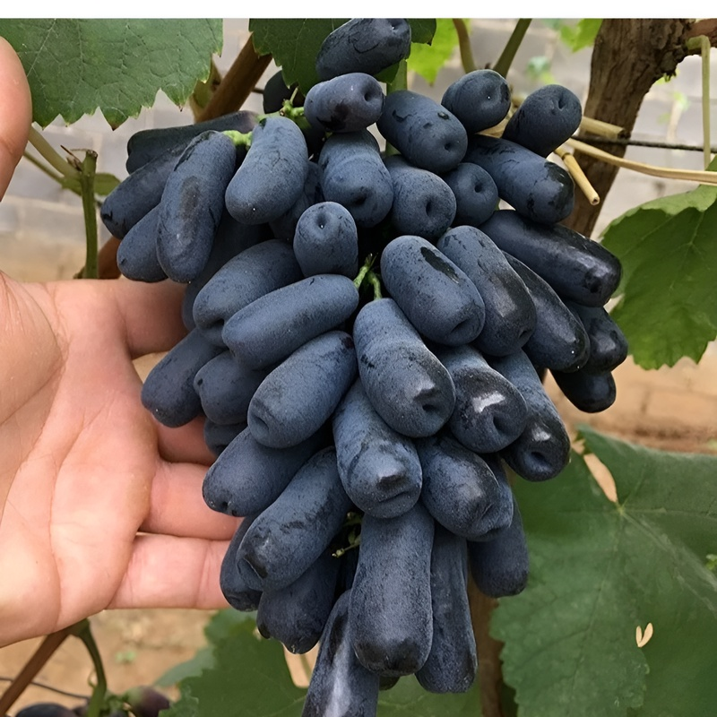  골드핑거 스위트 사파이어 포도나무 묘목