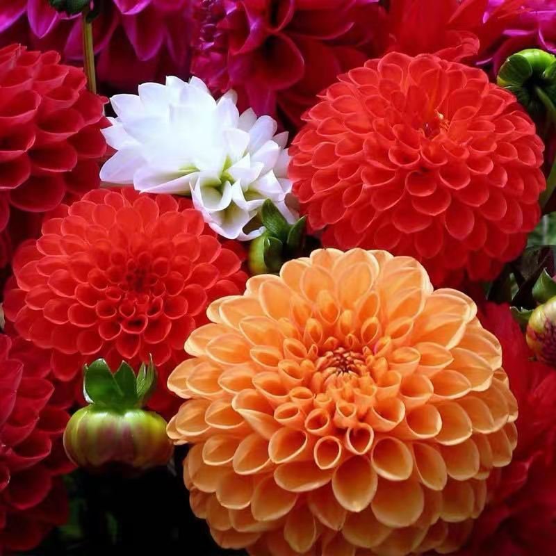 사계절 내내 꽃을 피우는 달리아