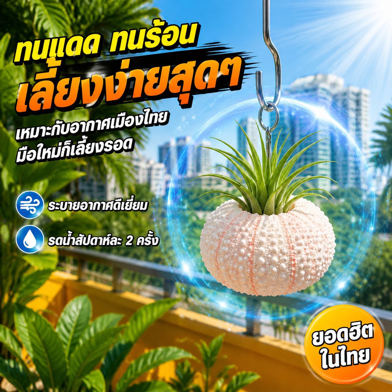 ชุดเปลือกเม่นทะเลกับแอร์แพลนท์ สำหรับตกแต่งบ้าน