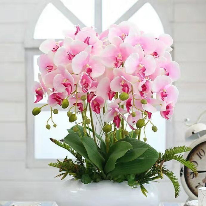 팔레노프시스 난초 실내 식물