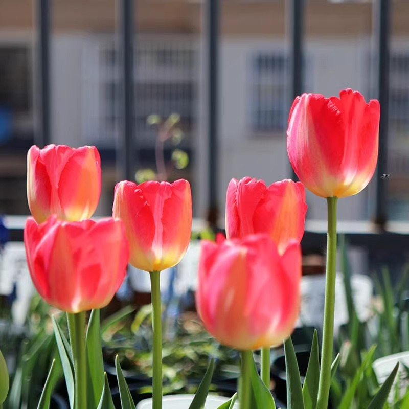 Balcony Tulip Bulbs for Planting