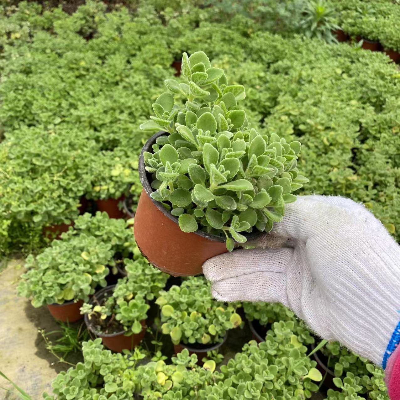 室內淨化碰碰香