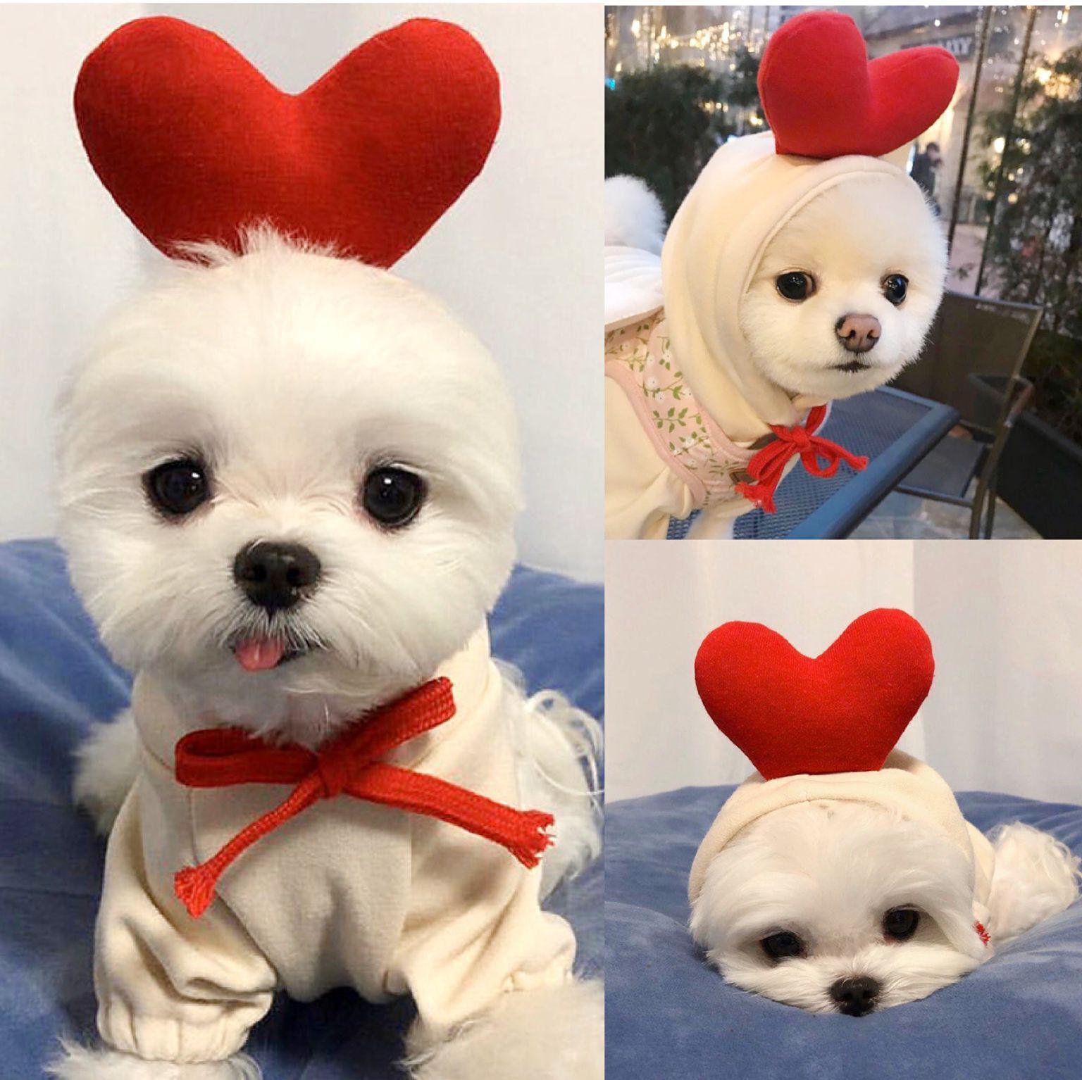All-Season Fashion Outfits for Pets