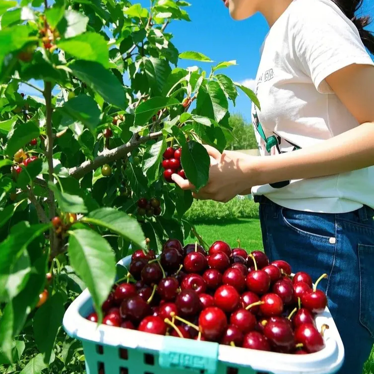 เมล็ดเชอร์รี่