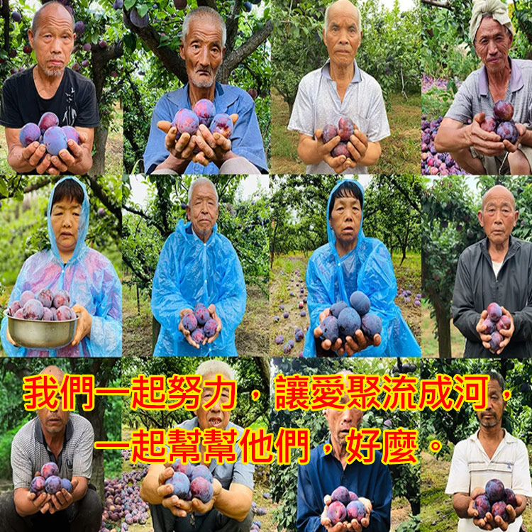 台灣製作【鮮摘酸梅】台中玫瑰李，酸甜多汁！義賣——幫助果農度過難關