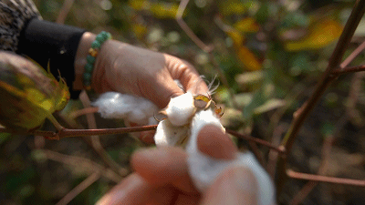 着回し力抜群の綿麻Ｖネックカーディガン