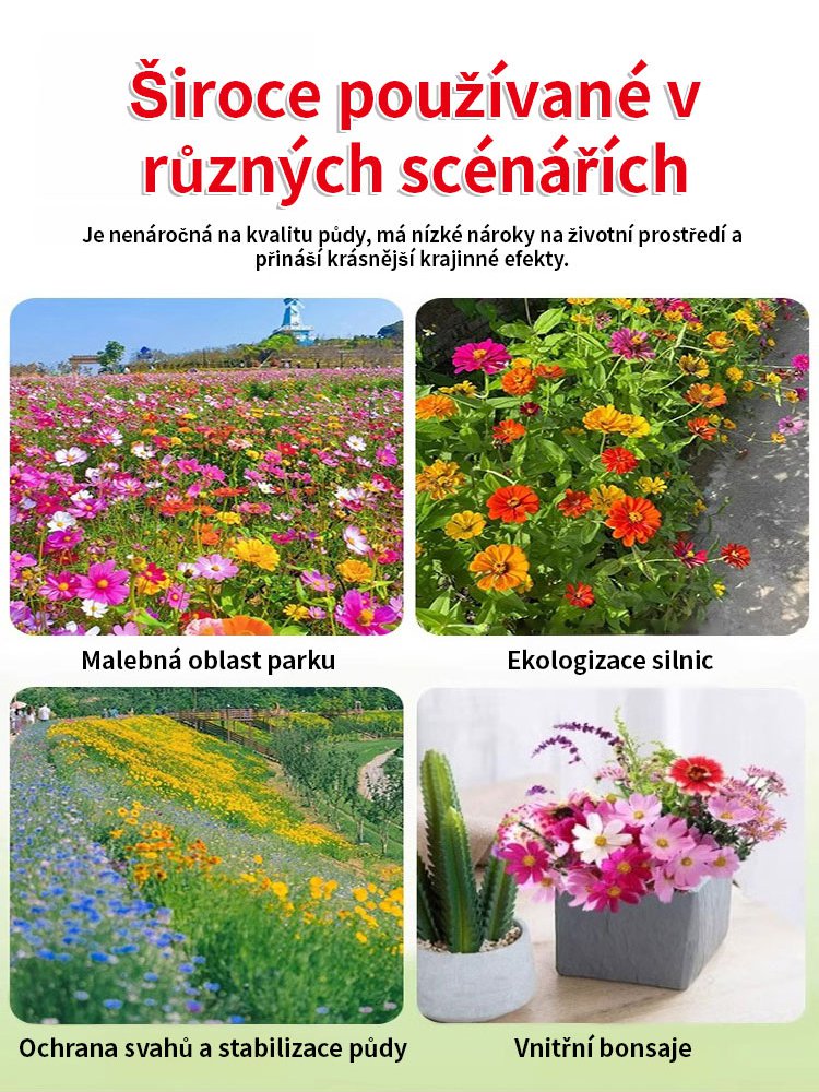 【Kvetení ve čtyřech ročních obdobích】Semena květinové mořské kombinace