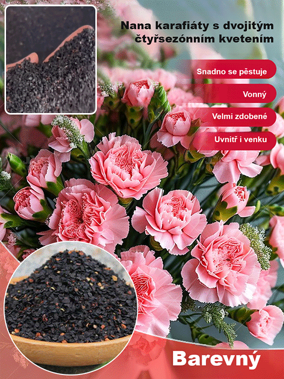 【Čtyři roční období kvetou】 Dvojitá semena karafiátu