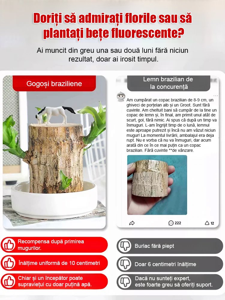 【Timpul schimbării】Plante în ghiveci cu bambus norocos hidroponic