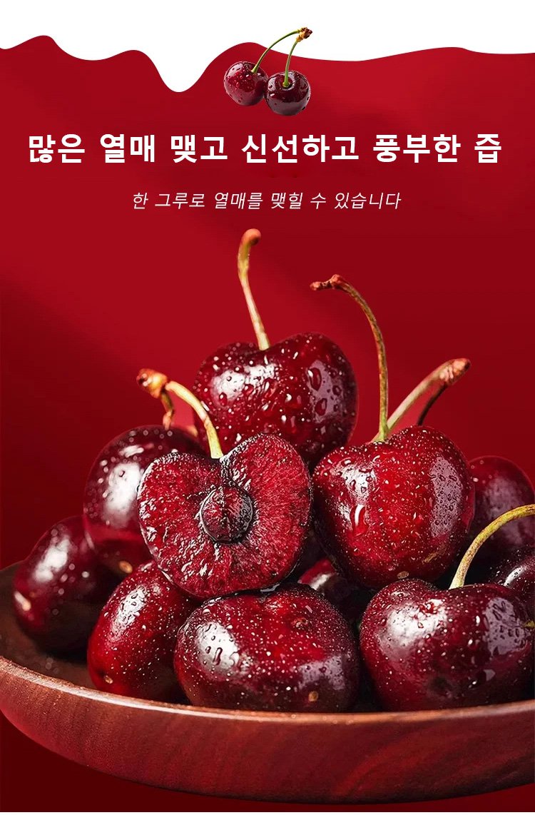 체리나무 묘목 가까이 보기