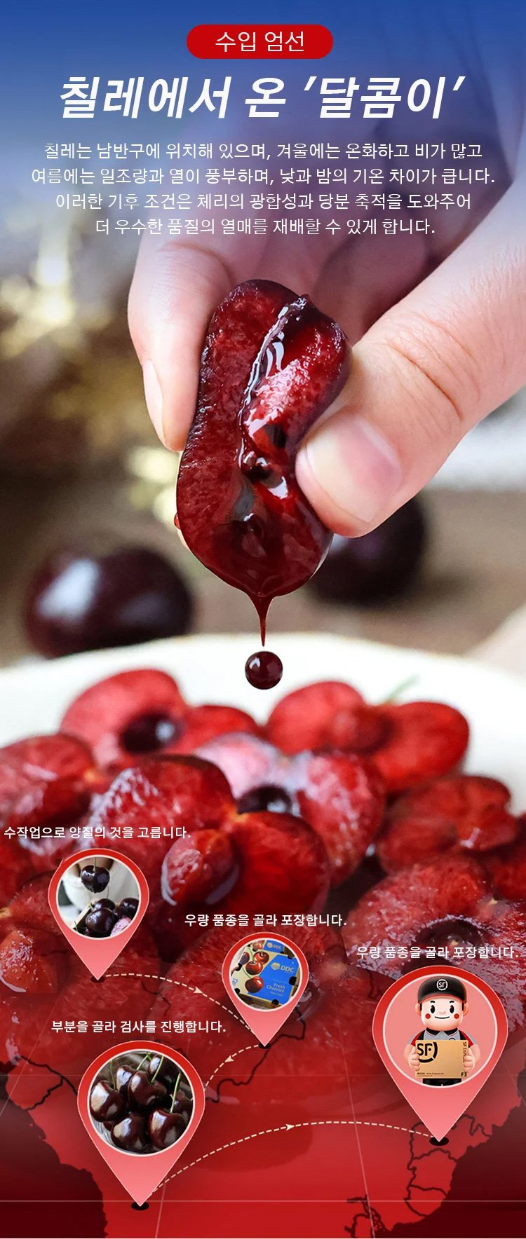 체리나무 묘목 심는 방법 안내