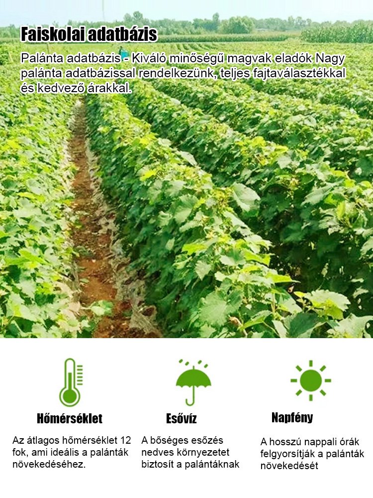 Csak édes, nem savanyú – importált hibrid, alacsony növésű Kék Zafír szőlő ???