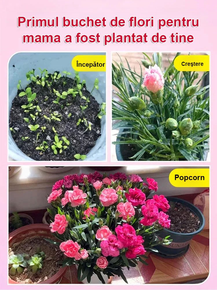 【Flori în patru anotimpuri】Semințe de garoafe duble