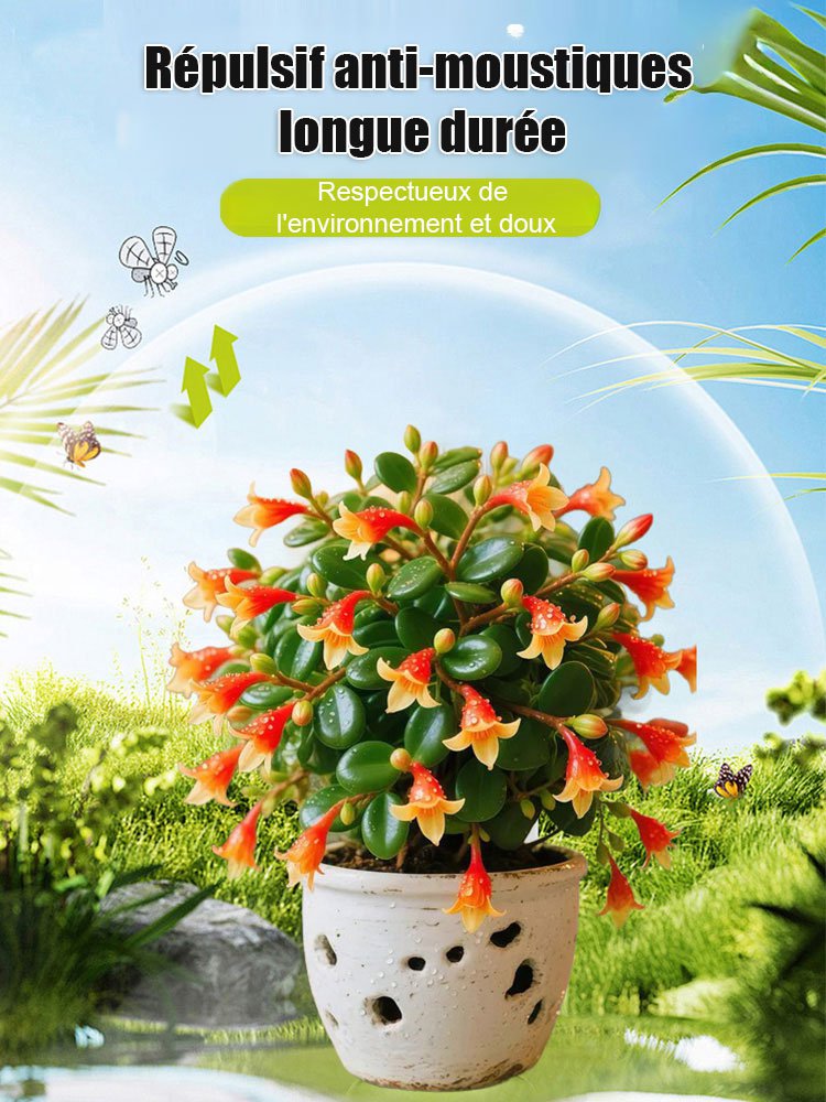 【Répulsif pour insectes】Columnea facile à entretenir, résistant au froid et à la chaleur, absorbant 