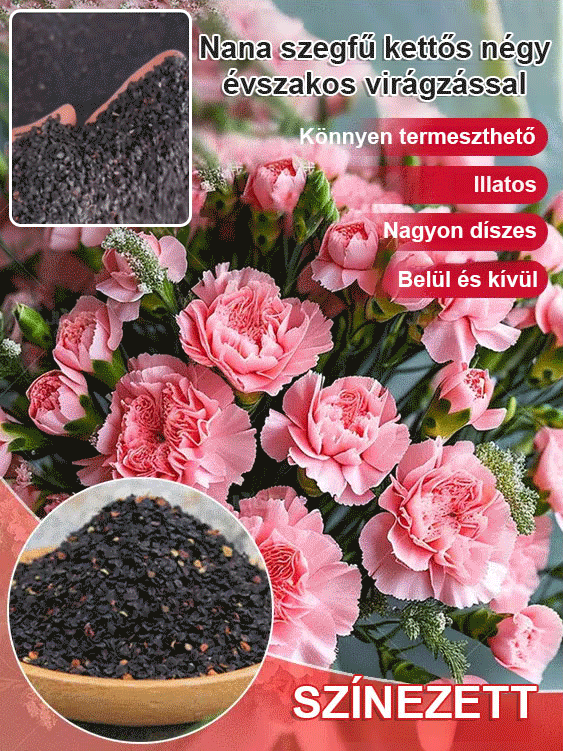 【Egész évben virágzó】dupla szirmú szegfűmagok