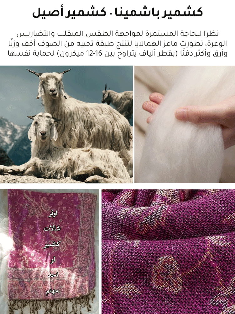 شال جاكار أنيق من الكشمير (كشمير الماعز)