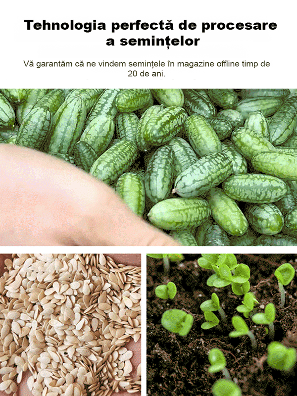 HFH-【Ușor de cultivat】 Pepene verde degetul mare