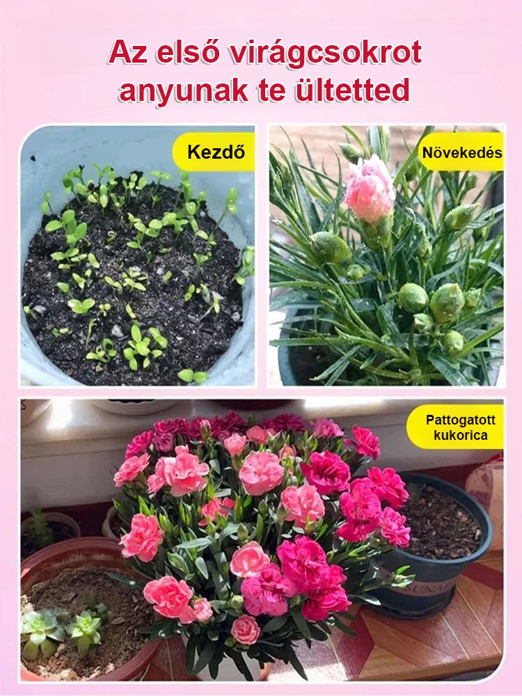 【Egész évben virágzó】dupla szirmú szegfűmagok