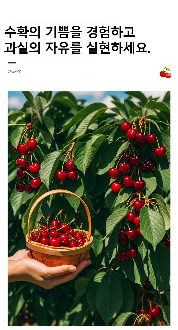 신선한 체리나무 묘목 뿌리