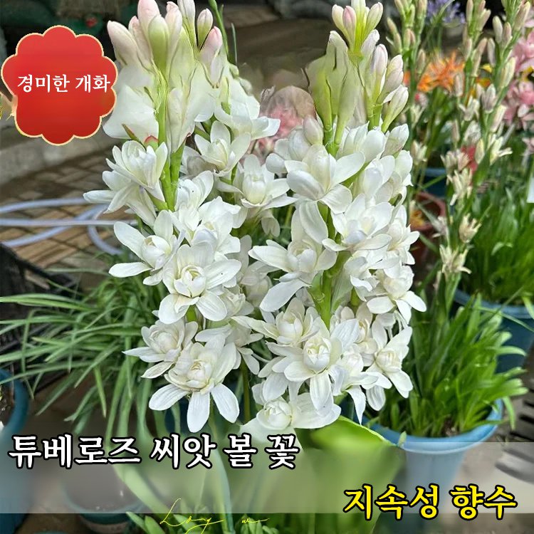 【향기가 만 리까지 퍼짐】 튜베로즈 씨앗 볼 꽃