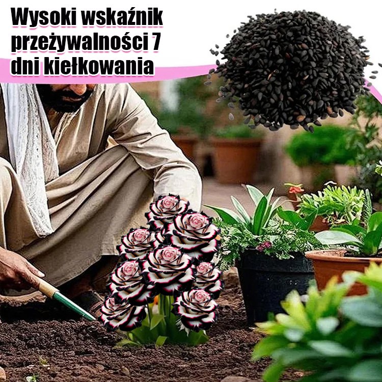 Nasiona róży wielogłowych