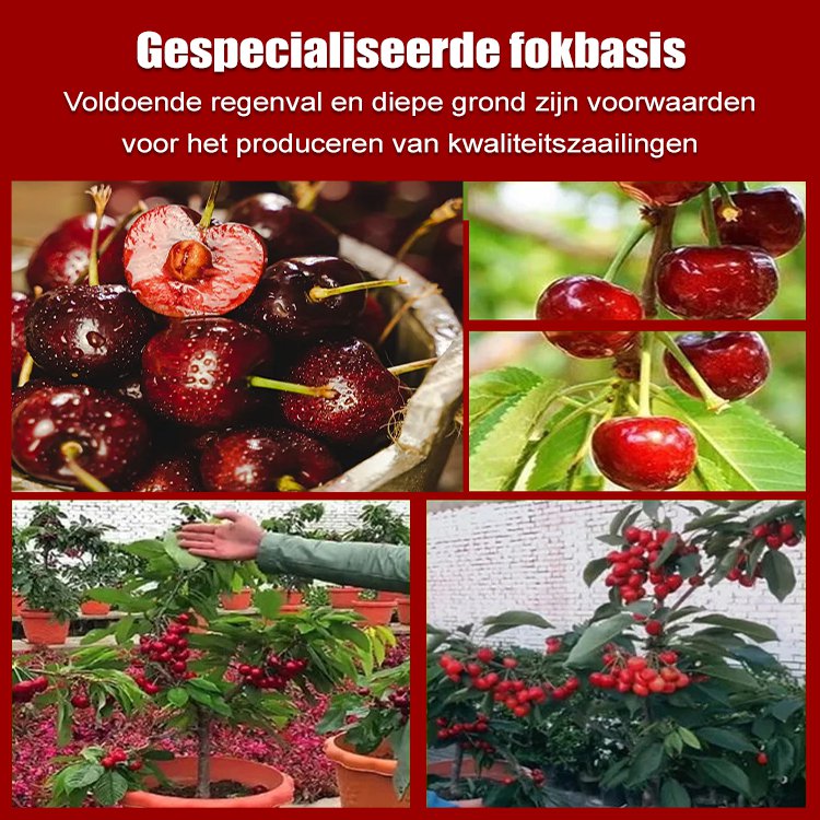 Volledig geïmporteerde Chileense kersenpitten.