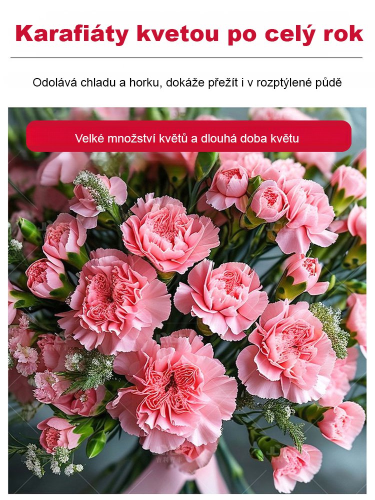 【Čtyři roční období kvetou】 Dvojitá semena karafiátu