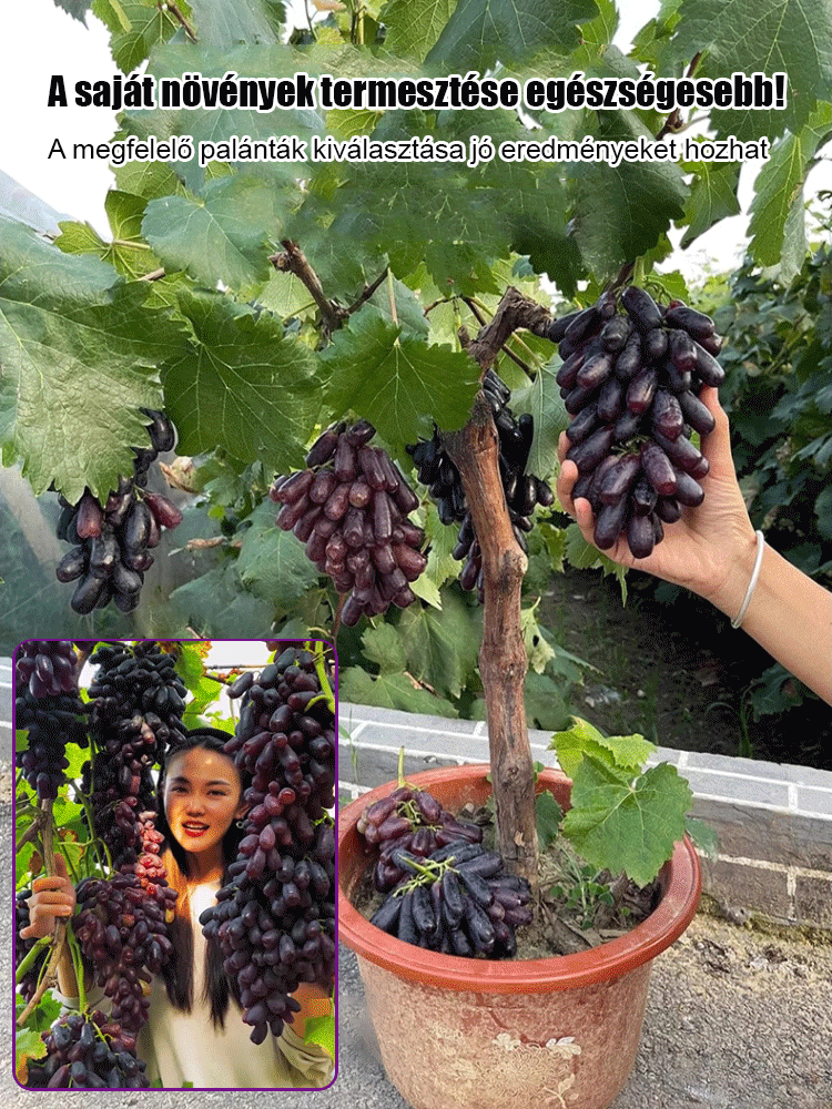 Csak édes, nem savanyú – importált hibrid, alacsony növésű Kék Zafír szőlő