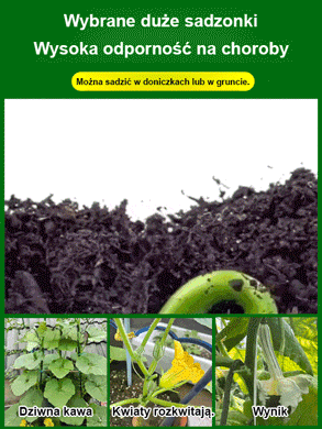 【Naturalny aromat mleczny】Nasiona dyni "Biały Łabędź"