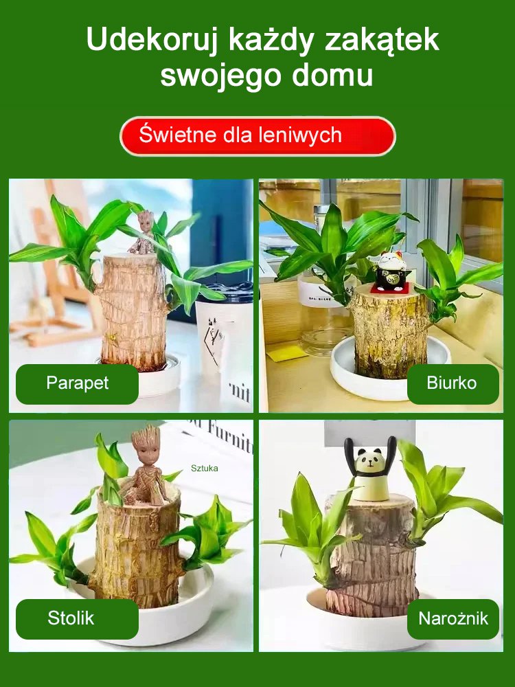 【Szczęście się odwraca】Hydroponiczna szczęśliwa roślina w doniczce