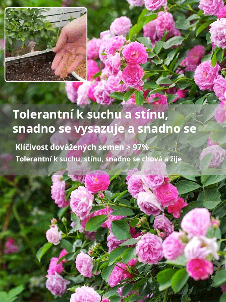 JC-【Celoroční kvetení】Semena květu růže plazivé