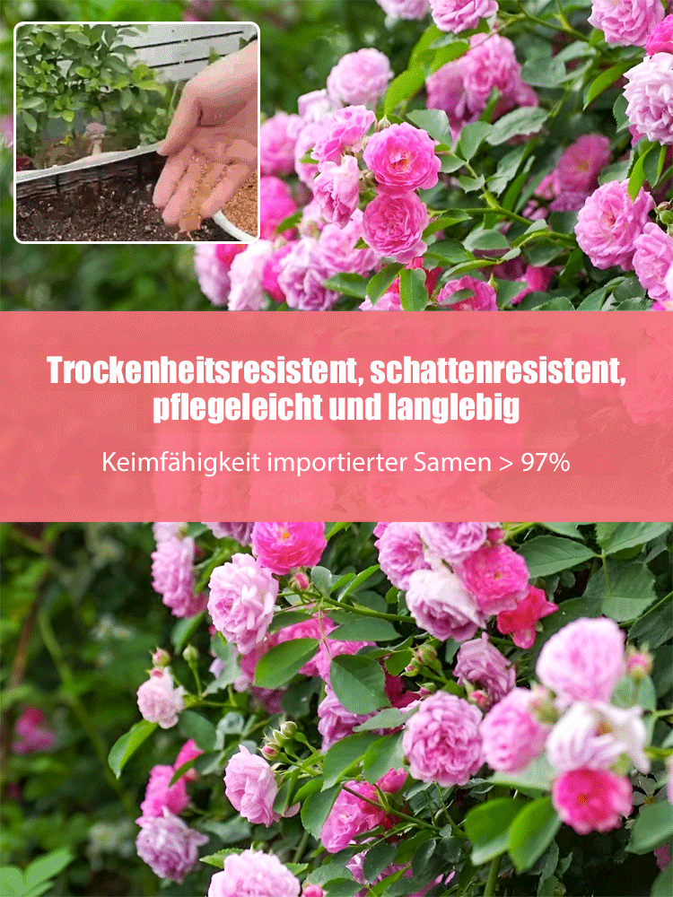 In 8 Wochen zur blühenden Wand – intensiver Duft als Rosen, pflegeleicht. 100% Anwachsgarantie.
