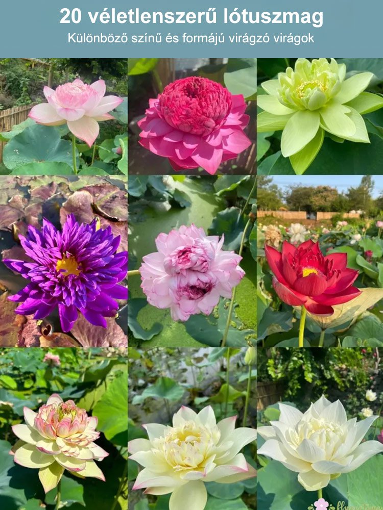 【Transfer and Lucky】 View hidroponikus tál lótusz