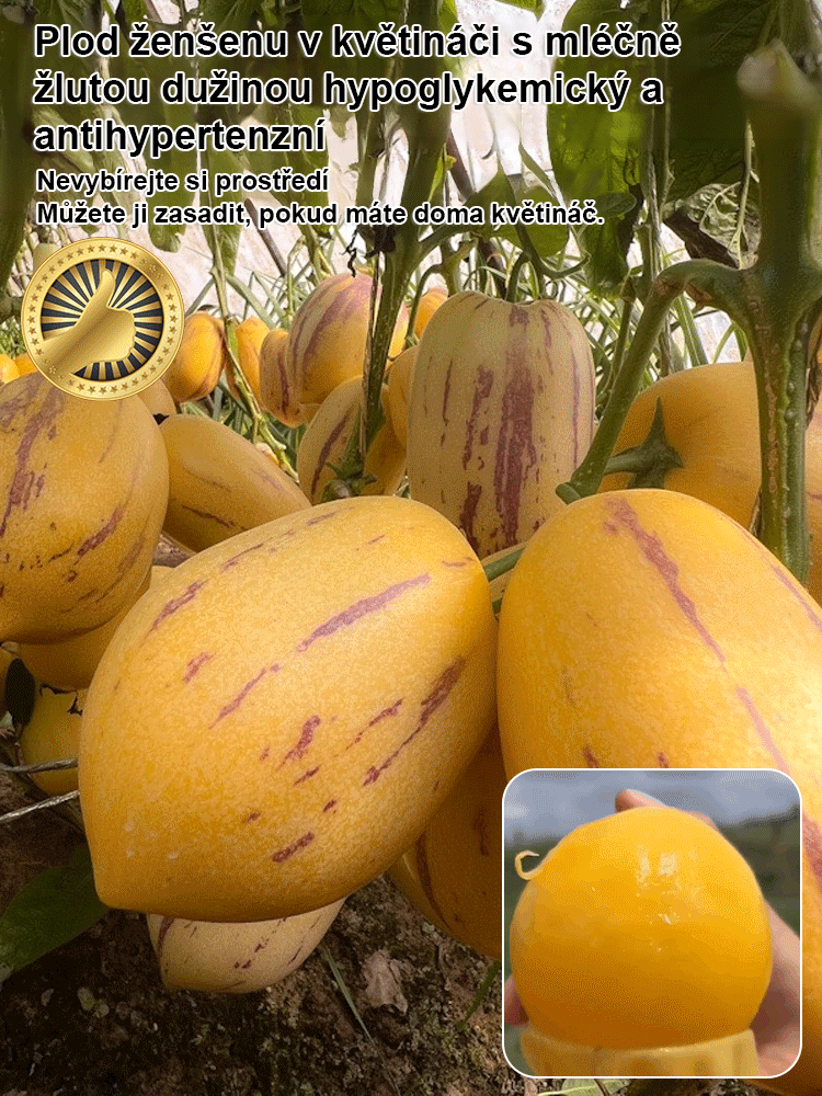 JS-Hypoglykemické a antihypertenzní mléko žluté maso hrnkové ženšen ovoce (doprava zdarma)