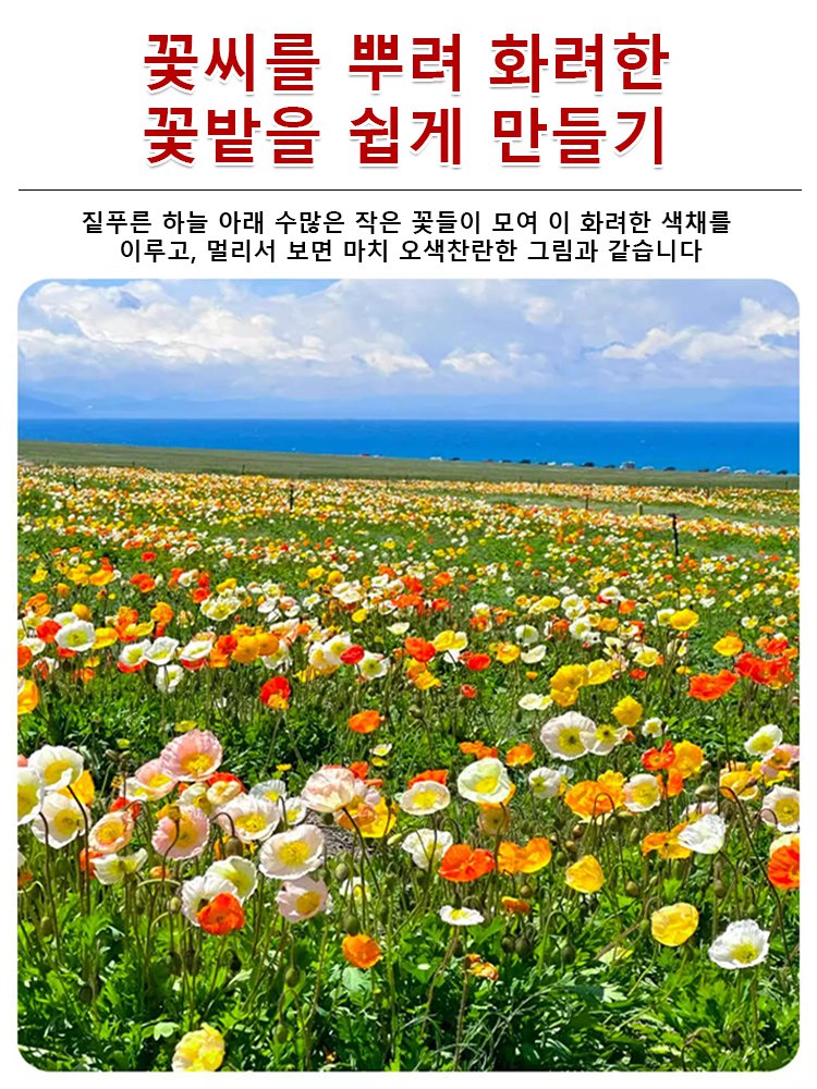 【사계절 개화】꽃밭 혼합 씨앗