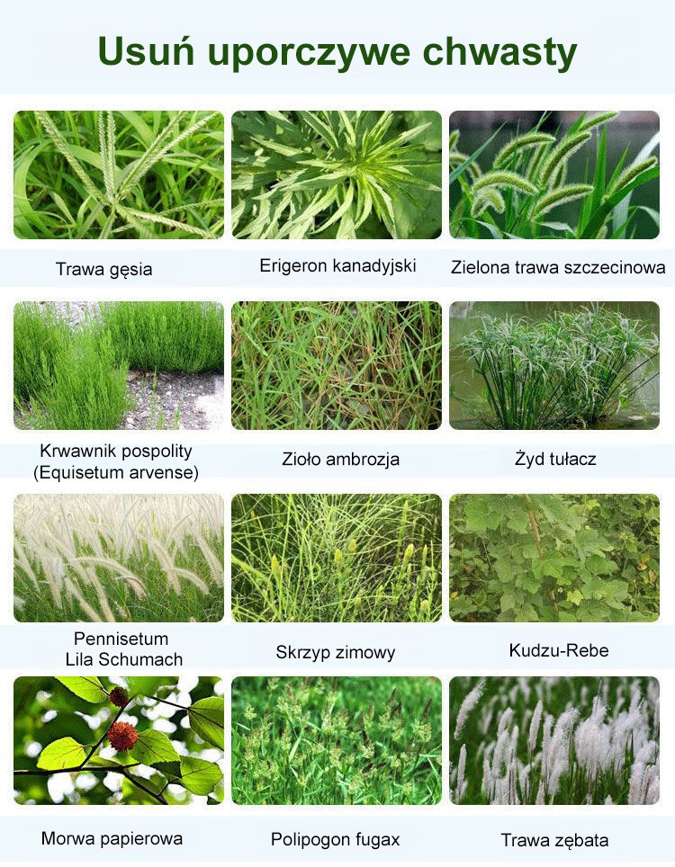 Herbicyd w płynie – Drzewo bambusowe